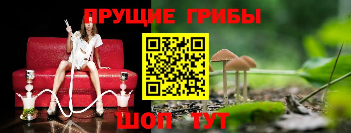 Галлюциногенные грибы Psilocybe Ступино